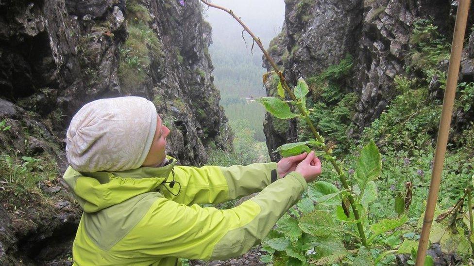 Examining alpine blue-sowthistle