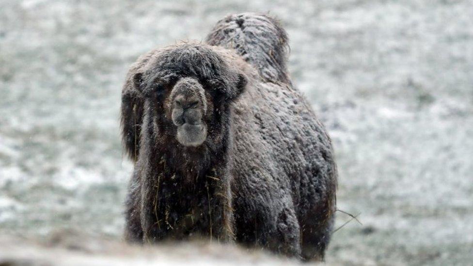 A camel stands in the snow on a farm near Richmond, North Yorkshire,