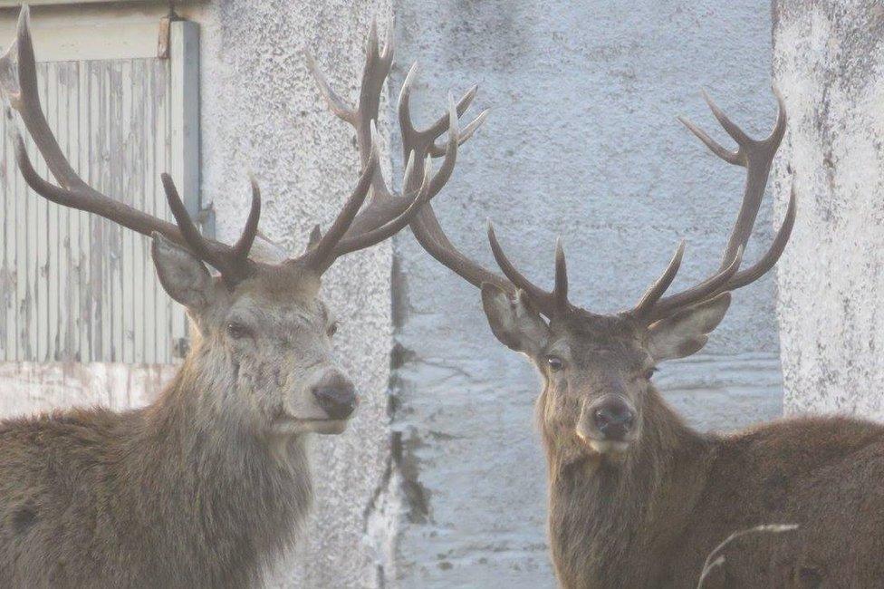 Stags in Applecross