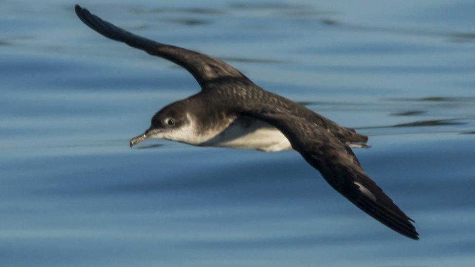 Manx shearwater