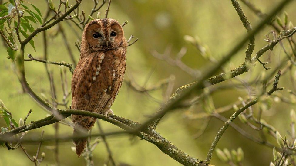 Tawny owl