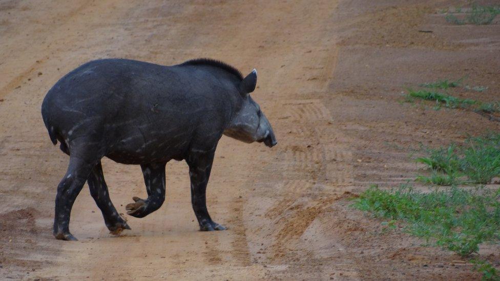 Tapir walking on roadside