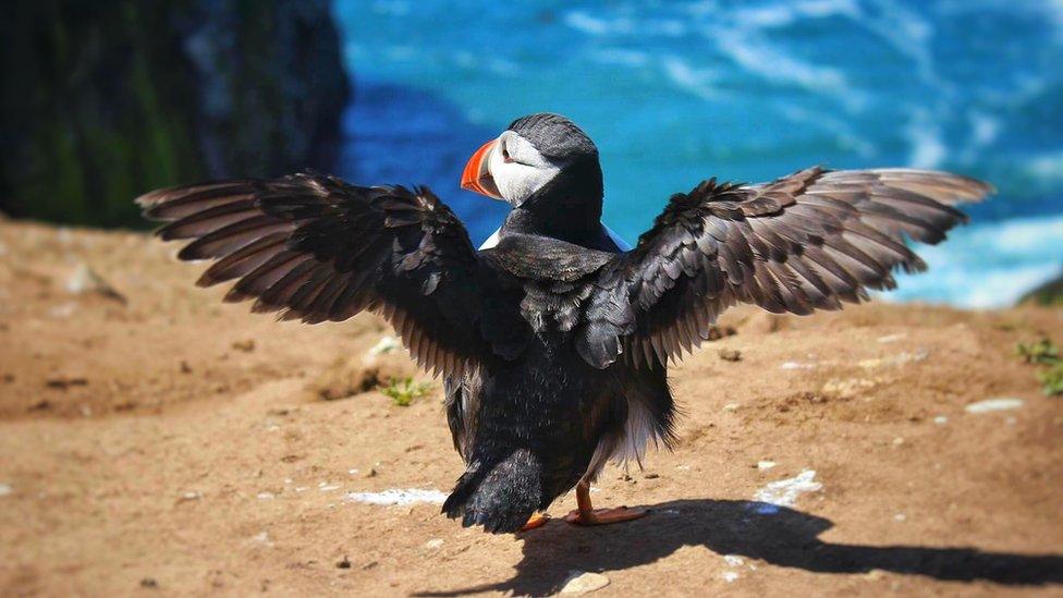 Puffin on Skomer Island