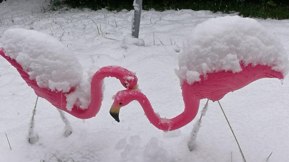 Plastic flamingos in Laura Evans' garden