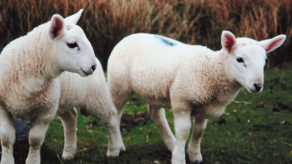 Lambs