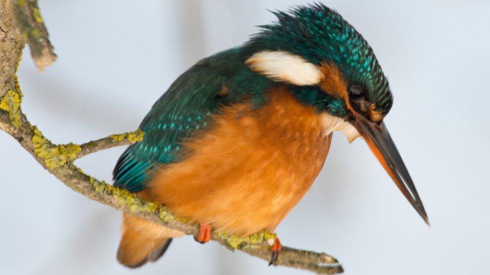 Kingfisher