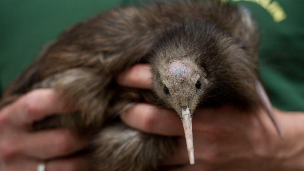 A keeper holds in his hands two Kiwi chicks at the zoo on June 19, 2012 in Berlin.