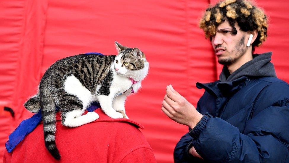 A refugee and his cat