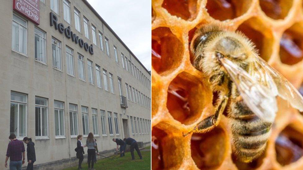 Students outside the Redwood Building Cardiff and a bee