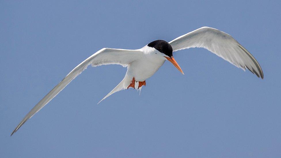 Roseate tern