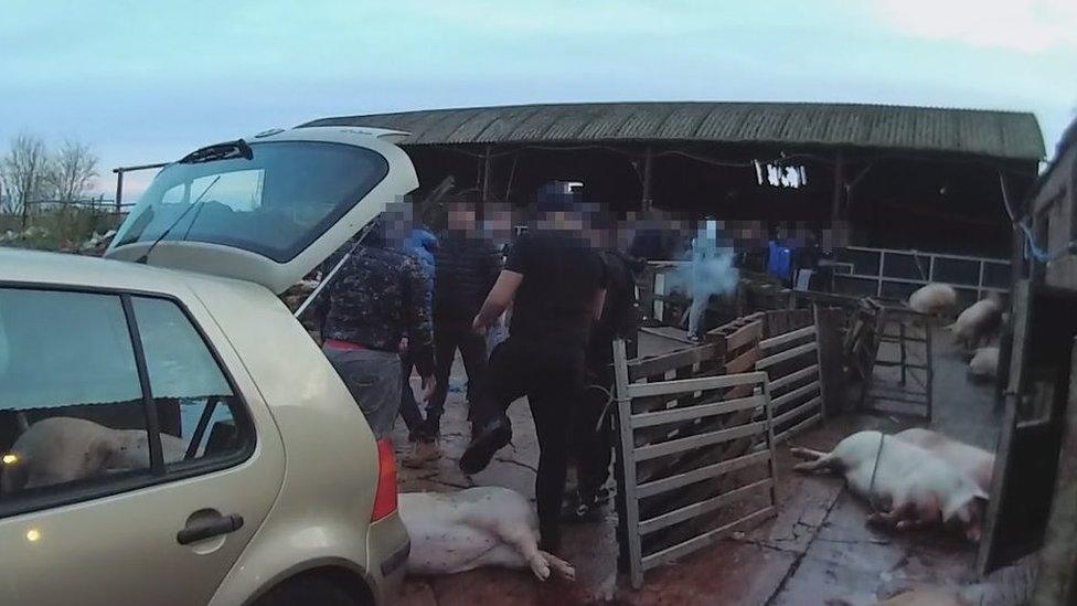 Leicestershire illegal pig slaughter