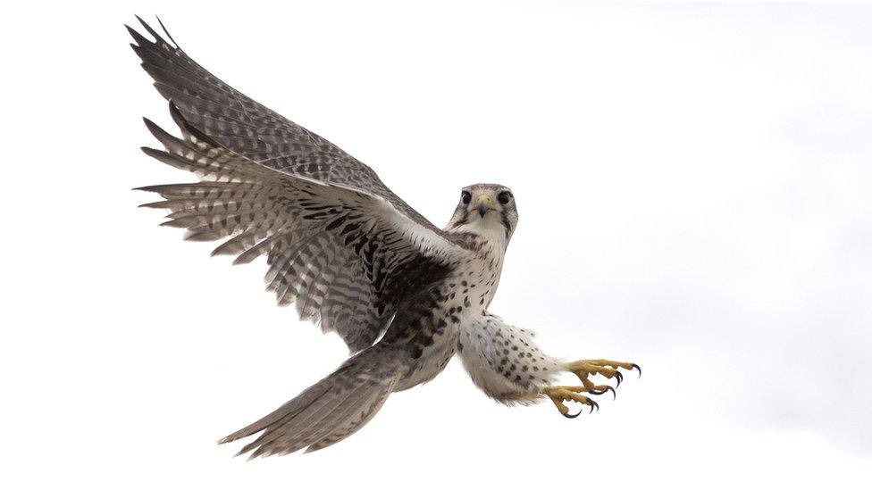 Peregrine-Falcon