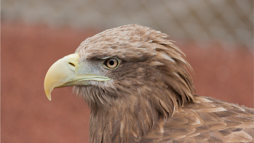 A close up shot of the head of a White Tailed Eagle