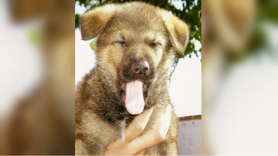 Police dog Finn as a puppy