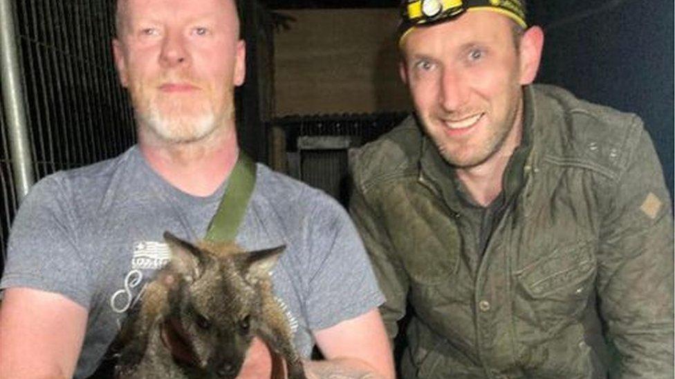 Wallaby Winnie with the searchers