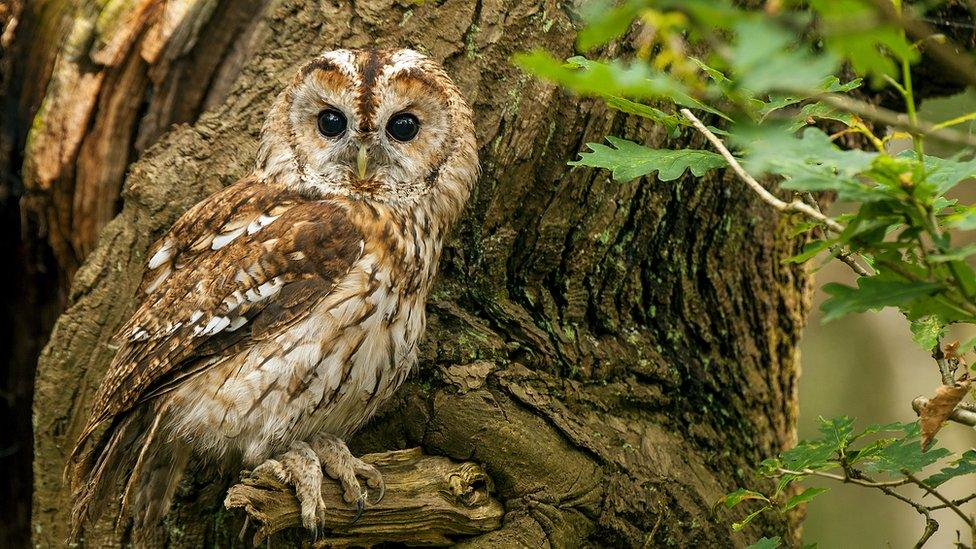 tawny-owl-in-a-tree