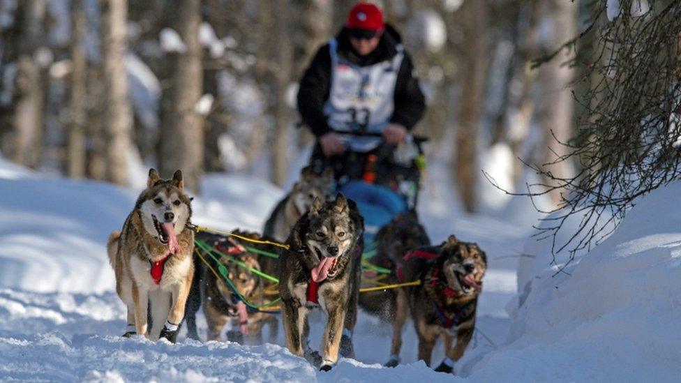 Dogs race in the 2021 Iditarod in Alaska