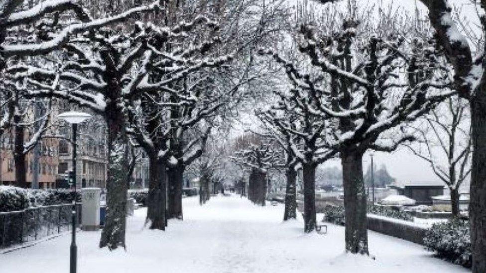 Snow covered trees along pathway.