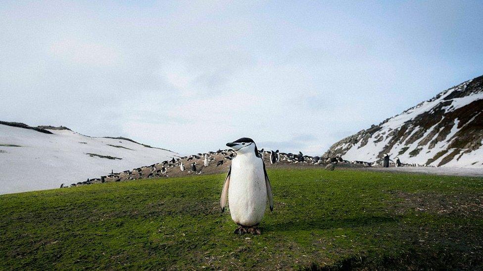 chinstrap-penguin.