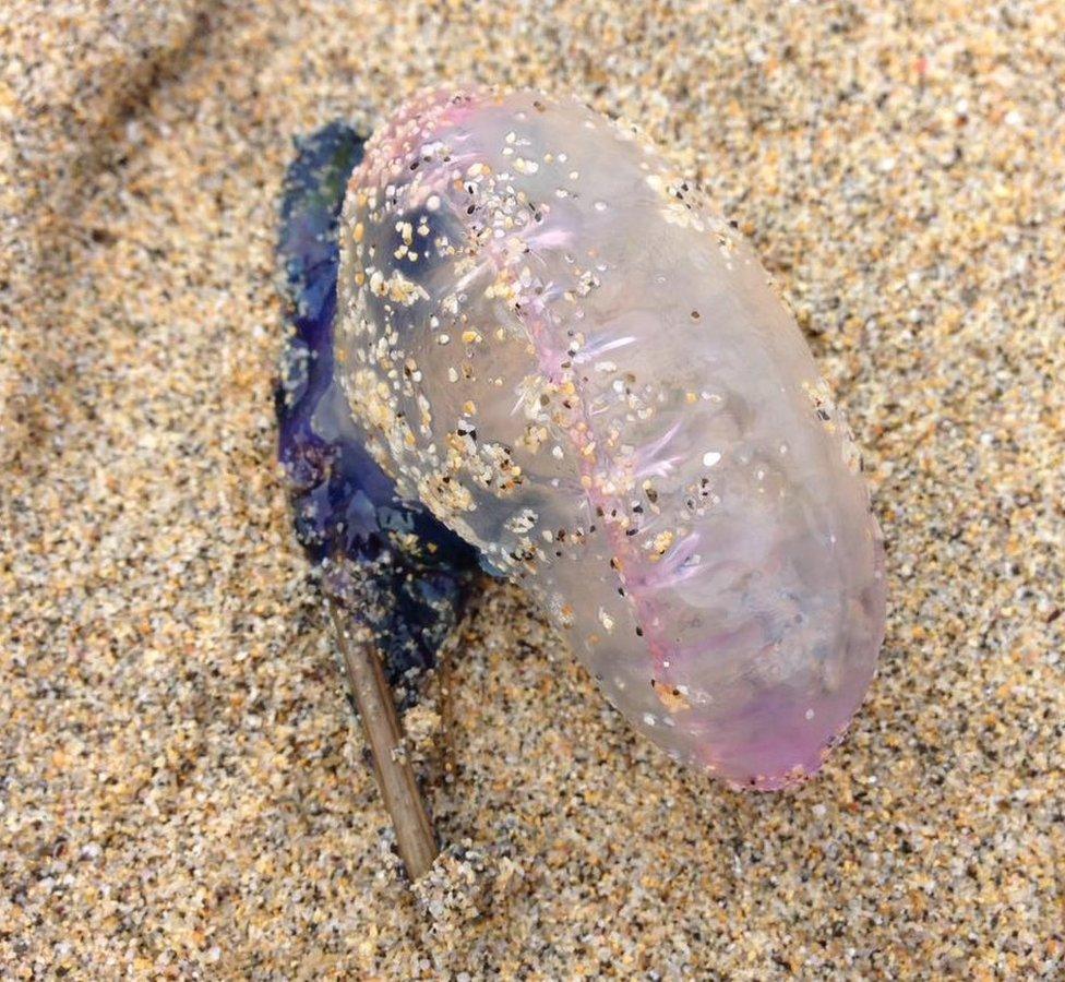 Portuguese man of war