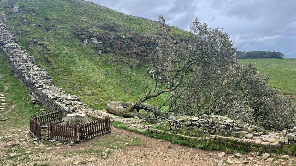 The tree stump surrounded by a wooden fence erected by the National Trust