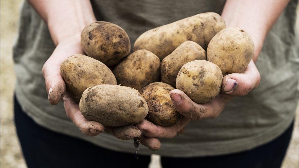 Potato crop