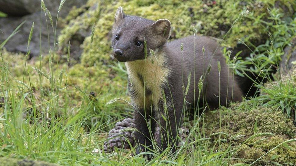 An endangered pine marten in woodland