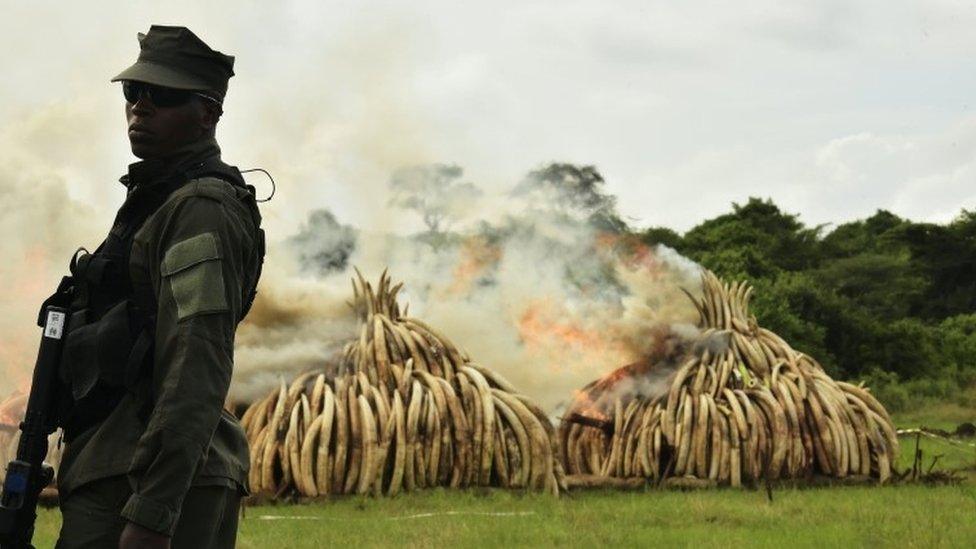 A ranger stands in front of burning ivory stacks at Nairobi National Park on 30 April