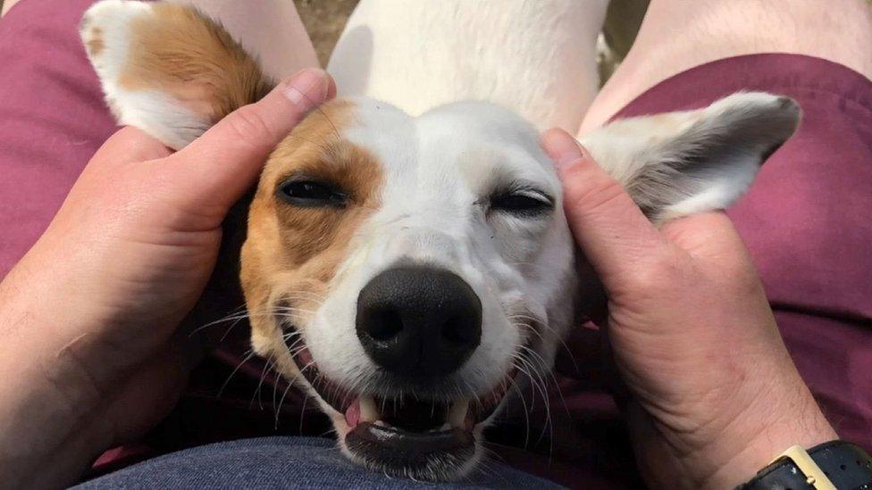 Keeva, a terrier-type dog looking up at the camera