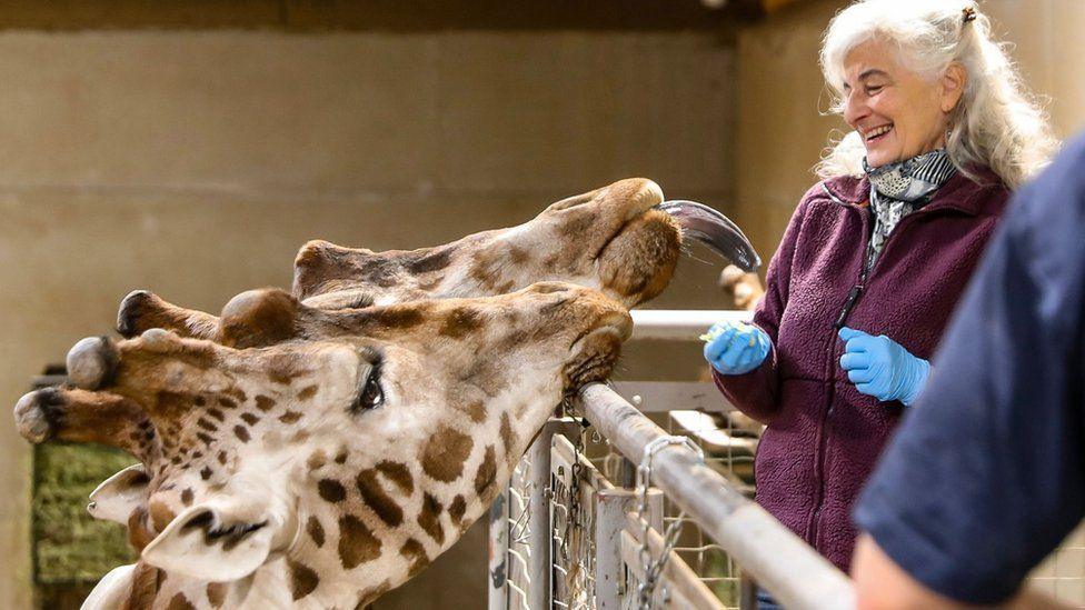 Giraffes being hand fed. One has its tongue out and its making the woman who is feeding them laugh. She has long white hair and a maroon coat and blue gloves.