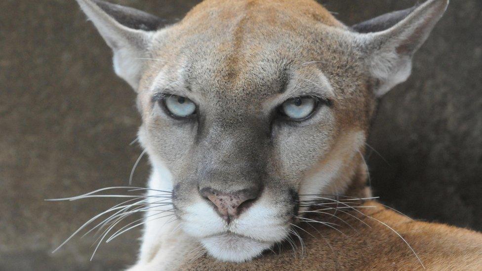 A mountain lion