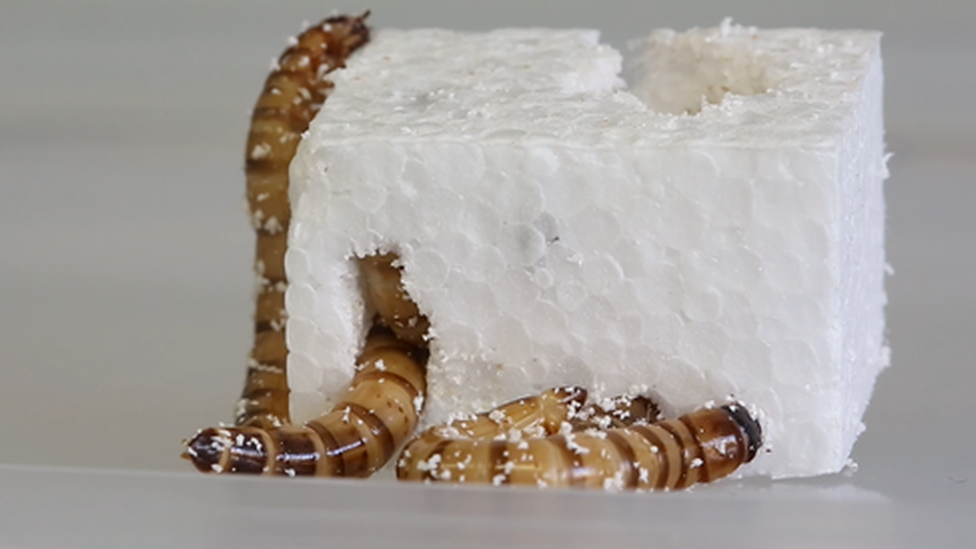 Worms eating polystyrene