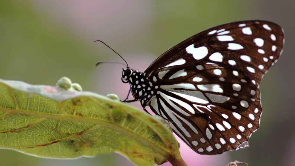 A butterfly on a leaf