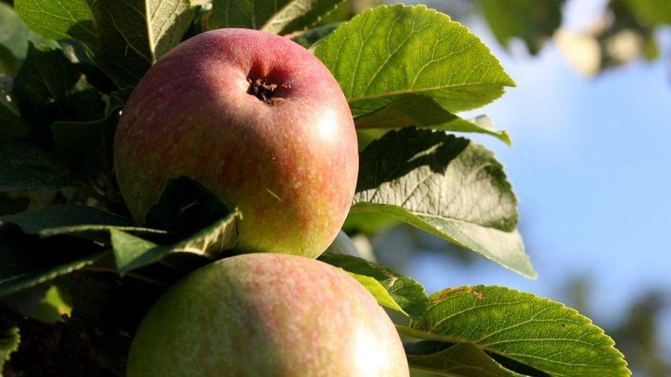 Photo of cider apples on the tree