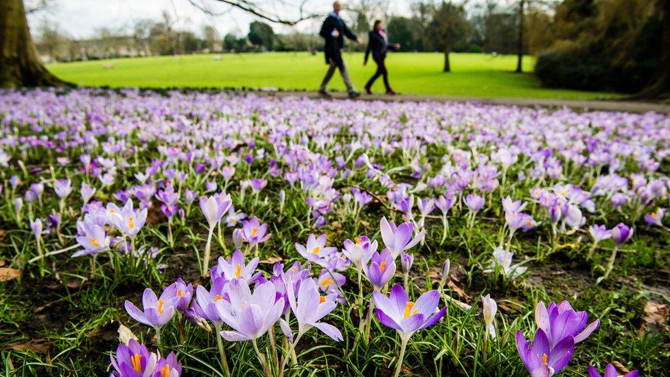 Crocuses in full bloom at the Royal Victoria Park in Bath on Friday