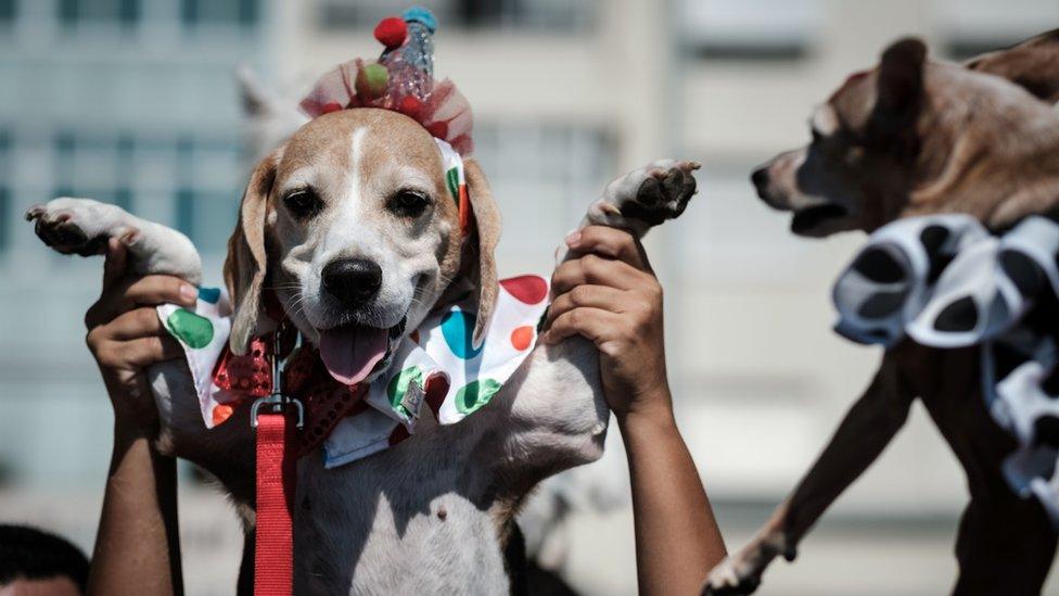 Dog dressed in costume