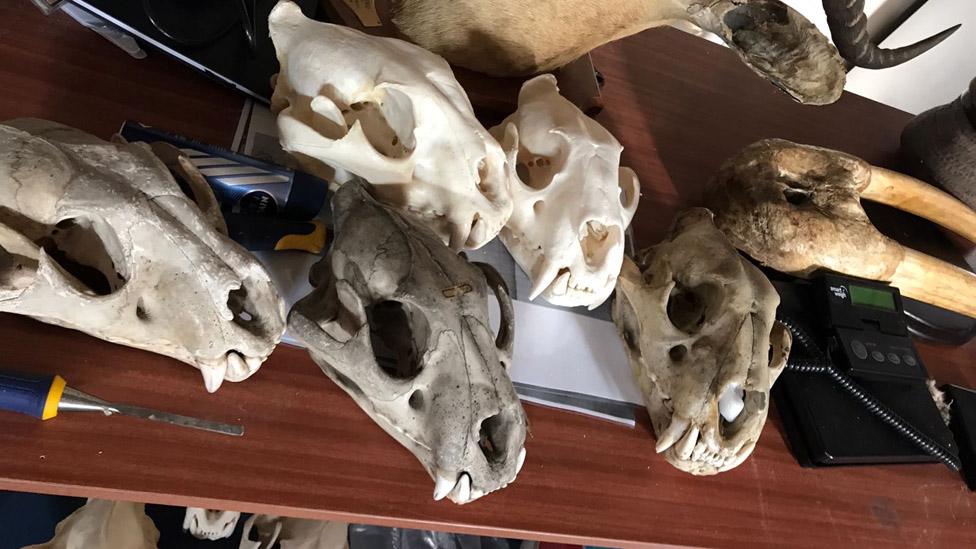 Tiger skulls seized by police