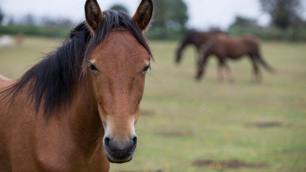 Brown pony looks down camera