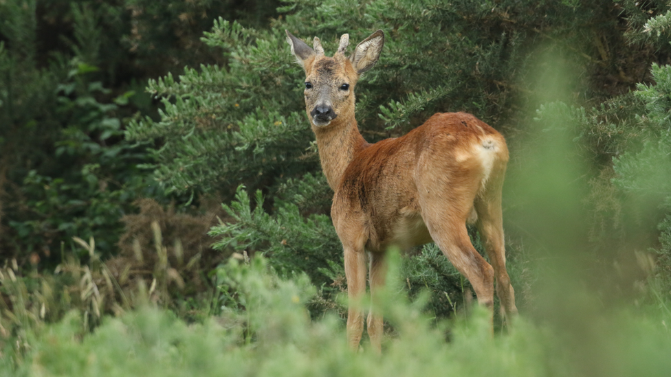 Deer in the woods