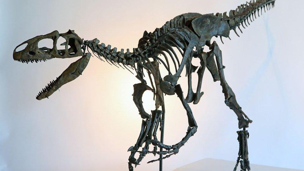 Rare skeleton of a juvenile Allosaurus dinosaur