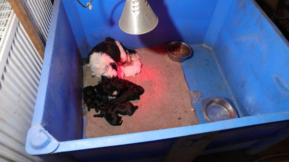 Puppies were among the animals seized