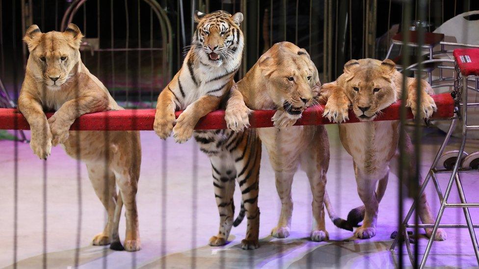 Three lions and a tiger from the Vladivostok State Circus lean on the barrier of a circus ring