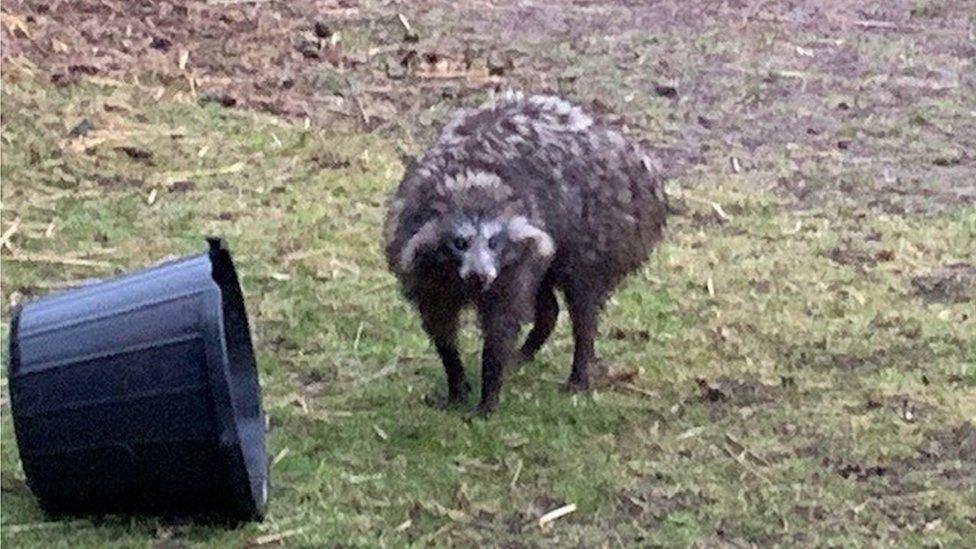 Raccoon dog