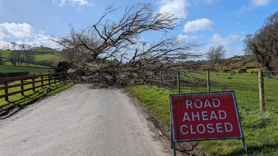 A fallen tree on Hillside Road