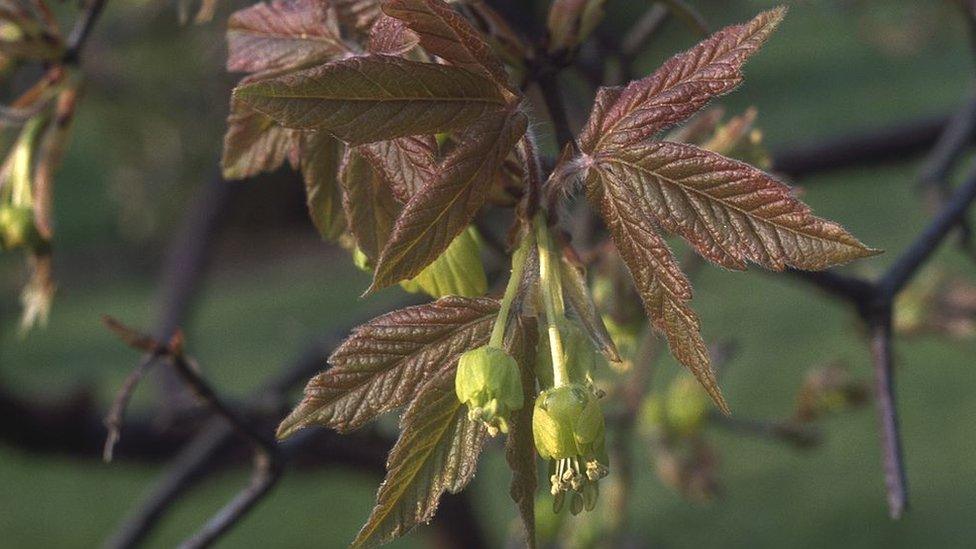 Acer griseum