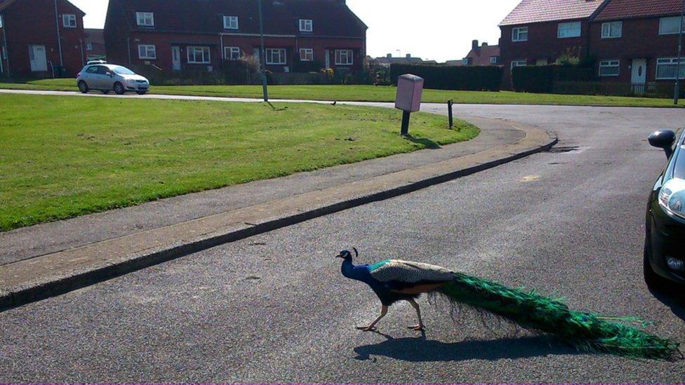 Peacock in the middle of the road in Ushaw Moor