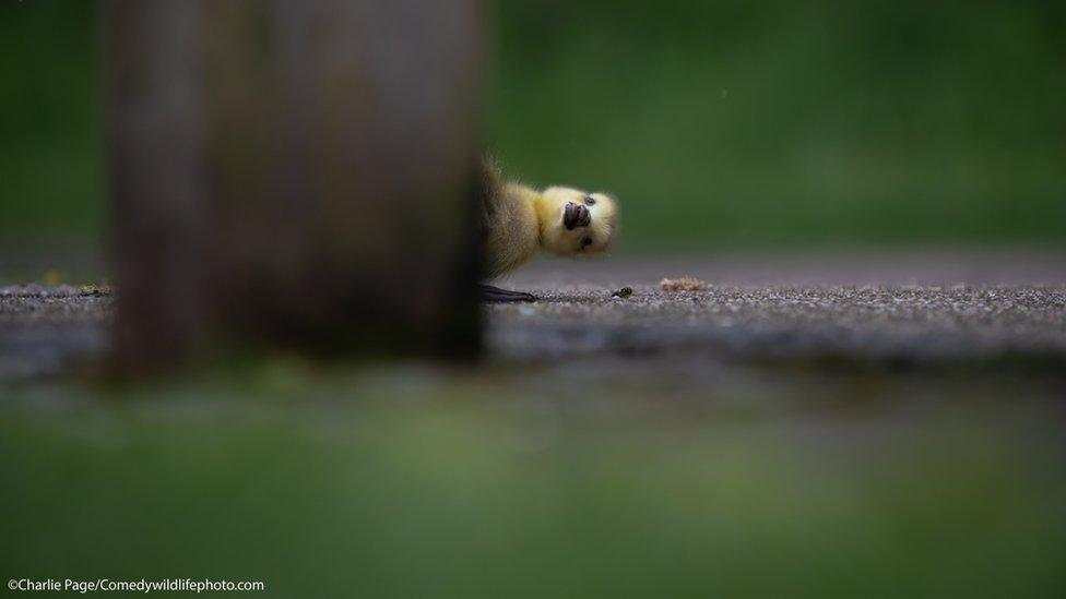 gosling peaking out from behind a bench leg