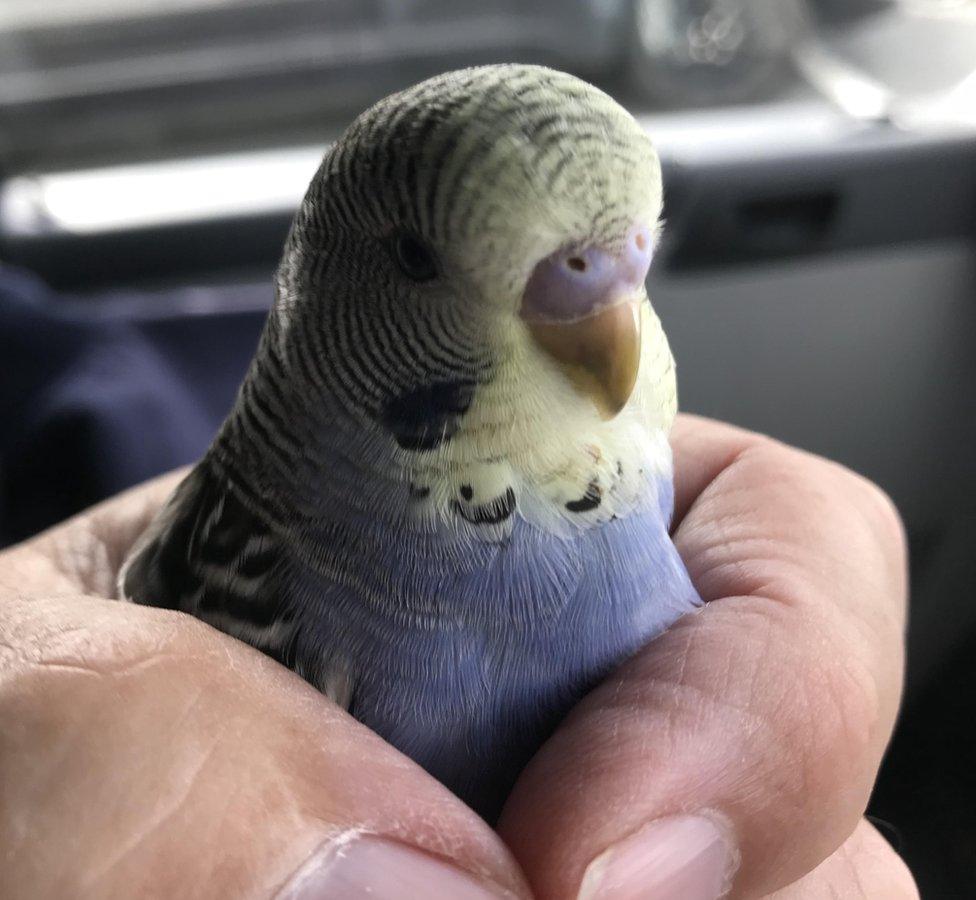 Budgie