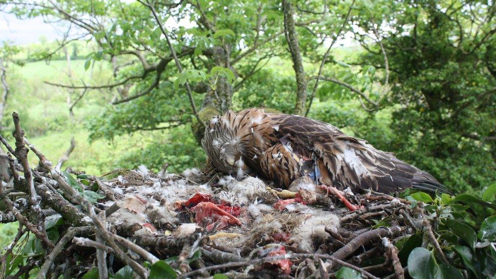 Red kite dead on nest found outside Katesbridge