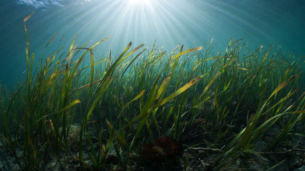 seagrass